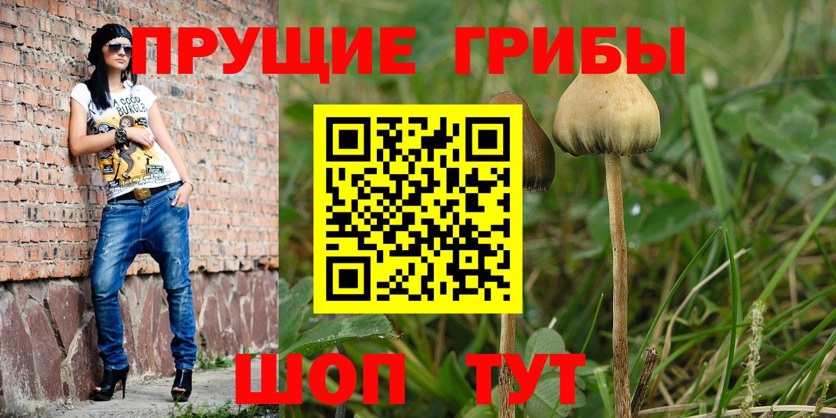 Псилоцибиновые грибы прущие грибы  Галлюциногенные грибы Psilocybe  Сунжа  Вход с VPN 